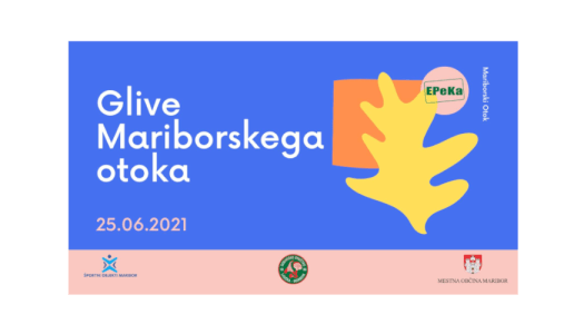 GLIVE MARIBORSKEGA OTOKA