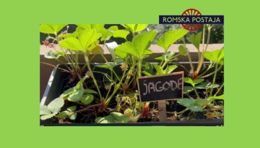 Establishing a vegetable bed