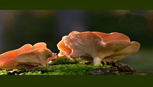 Raziskovanje skrivnostnega sveta gliv na Pohorju s Katarino Apostolides