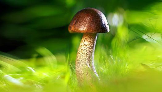 The forest as a classroom: mycology workshop and night excursion of biofluorescent organisms