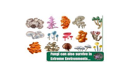Field trip – Extremophile fungi