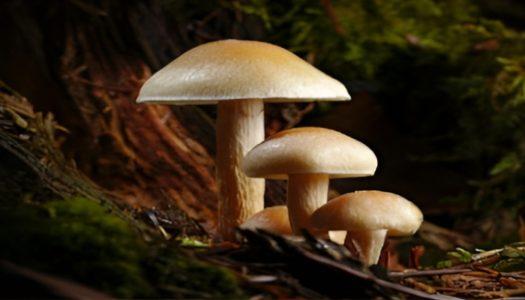 Professional excursion to study fungi on Jelovica