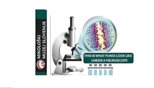 Lecture on fungal microscopy