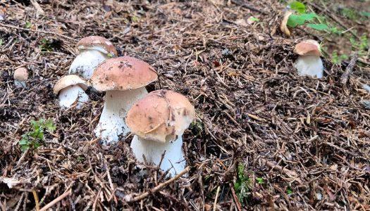 Člana Združenja EPEKA na usposabljanju za pridobitev naziva determinator pripravnik